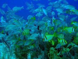 Onderwaterleven Cuba