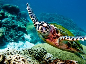 Schildpad Cuba