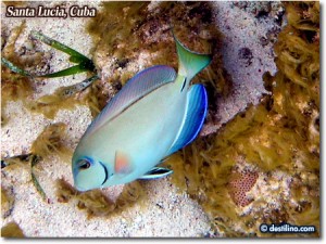 Zeedieren Cuba
